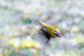 Flou de roitelet à triple-bandeau oiseau; passereau;roitelet-a-triple-bandeau;regulus-regulus;flou;lot-46;france; 