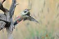 Flou de pic mar oiseau;passereau;pic-mar;dendrocops-medius;flou;lot-46;france; 