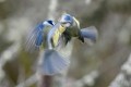 Flou de mésanges bleues oiseau; passereau;mesange-bleue;parus-caeruleus;flou;lot-46;france; 