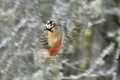 Flou de pic épeiche oiseau; passereau;pic-epeiche;dendrocops-major;flou;lot-46-france; 