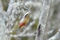 Flou de Pic épeiche oiseau; passereau;pic-epeiche;dendrocops-major;flou;lot46-france; 