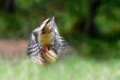 Flou de pic épeiche oiseau; passereau;pic-epeiche;dendrocops-major;flou;lot-46;france; 