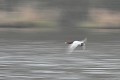 Flou de fuligule milouin oiseau;palmipede;fuligule-milouin;aythya-ferina;flou;lot46;france; 