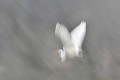 Flou de grande aigrette oiseau;echassier;grande-aigrette;egretta-alba;flou;lot-46;france; 