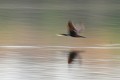 Flou de grand cormoran oiseau;palmipede;grand-cormoran;phalacrocorax-c-carbo;flou;lot-46;france; 
