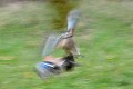 Flou de Geais des chênes oiseau; passereau;geai-des-chenes;garrulus-glandarius;flou;lot-46;france; 
