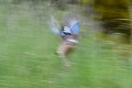 Flou de geai des chênes oiseau; passereau;geai-des-chenes;garrulus-glandarius;flou;lot-46;france; 