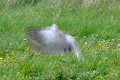 Flou de tourterelle turque oiseau; colombin;tourterelle-turque;streptopelia-decaocto;flou;lot-46;france; 