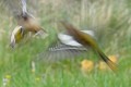Flou de pinson des arbres oiseaux; passereau;pinson-des-arbres;fringilla-coelebs;flou;lot-46;france; 