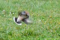 Flou de Grosbec casse-noyaux oiseau; passereau;grosbec-casse-noyaux;coccothraustes-coccothraustes;flou;lot-46;france; 