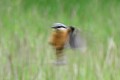 Flou de Sittelle torchepot oiseau; passereau;sittelle-torchepot;sitta-europea;flou;lot-46;france; 