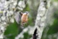 Flou de Sittelle torchepot oiseau; passereau;sittelle-torchepot;sitta-europea;flou;lot-46;france; 