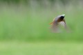 Flou de Rougequeue à front blanc oiseau; passereau;rougequeue-a-front-blanc;phoenicurus-ochruros;flou;lot-46;france; 
