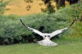 Corneille blanche (leucique) en vol oiseau; passereau;corneille-noire; corneille-blanche;leucique;corvus-corone-corone;yvelines-78;france; 