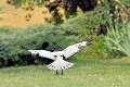 Corneille noire leucique en vol oiseau; passereau;corneille-noire-leucique;corneille-blanche;vol;atterrissage;Corvus-corone-corone;yvelines-78;france; 