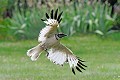 Corneille noire leucique en vol oiseau; passereau;corneille-noire-leucique;corbeau-blanc;corneille-blanche;vol;atterrissage;corvus-corone-corone;yvelines-78;france; 
