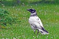 Corneille noire leucique au sol oiseau; passereau;corneille-noire-leucique;corbeau-blanc;corneille-blanche;sol;Corvus-corone-corone;yvelines-78;france; 