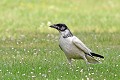Corneille noire leucique au sol oiseau; passereau;corneille-noire-leucique;corbeau-blanc;corneille-blanche;sol;Corvus-corone-corone;yvelines-78;france; 