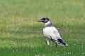 Corneille noire leucique au sol oiseau; passereau;corneille-noire-leucique;corbeau-blanc;corneille-blanche;sol;Corvus-corone-corone;yvelines-78;france; 