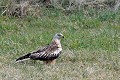 Portrait de milan royal au sol oiseau; rapace;milan-royal;milvus-milvus;sol;portrait;lot-46;france; 