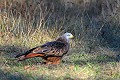 Milan royal posé au sol oiseau; rapace;milan-royal;milvus-milvus;sol;portrait;lot-46france; 