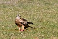 Milan royal au sol oiseau; rapace;milan-royal;milvus-milvus;sol;lot-46;france; 