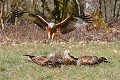 Milans royaux sur un charnier oiseau; rapace;milan-royal;milvus-milvus;charnier;groupe;lot-46;france; 