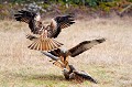 Milans royaux sur un charnier oiseau; rapace;milan-royal;milvus-milvus;vol;atterrissage;charnier;lot-46;france; 