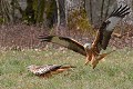 Milan royal atterrissant sur un charnier oiseau; rapace;milan-royal;milvus-milvus;charnier;atterrissage;lot-46;france; 