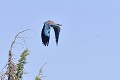Rollier d'Europe à l'envol oiseau; passereau;rollier-d-europe;coracias-garrulus;vol;envol;genevrier;alpes-de-haute-provence-04;france; 