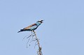 Rollier d'Europe mangeant une cigale oiseau; passereau;rollier-d-europe;coracias-garrulus;nourriture;cigale;alpes-de-haute-provence-04;france; 