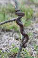 Couleuvre d'Esculape sur une branche reptile; serpent;couleuvre-d-esculape;elaphe-longissima;branche;lot-46;france 