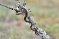Couleuvre d'Esculape sur une branche reptile; serpent;couleuvre-d-esculape;elaphe-longissimus;branche;juvenile;lot-46;France; 
