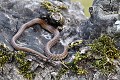 Couleuvre d'Esculape sur une souche reptile; serpent;couleuvre-d-esculape;elaphe-longissimus;souche;juvenile;lot-46-france; 