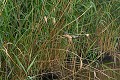 Blongios nain atterrissant dans une roselière échassier;blongios-nain;ixobrychus-minutus;atterrissage;roseliere;pnr-brenne;indre-36;france; 