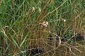 Blongios nain atterrissant dans une roselière échassier;blongios-nain;ixobrychus-minutus;roseliere;atterrissage;indre-36;pnr-brenne;france; 