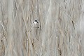 Rémiz pendule dans une roselière passereaux;remiz-penduline;roseliere;remiz-pendulinus;camargue;france; 