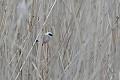 Rémiz pendule dans une roselière passereaux;remiz-penduline;remiz-pendulinus;roseliere;camargue;france; 