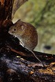 Campagnol roussâtre mammifere;campagnol-roussatre;clethrionomys-glaerolus;cricetides;rongeur;france; 