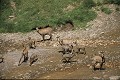Chamois en groupe mammifere;bovide,chamois;rupicatra-rupicatra;montagne;hautes-alpes-05;france; 