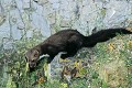 Fouine guettant une proie mammifere;mustelides;fouine;grenier;78;france; 