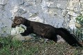 Fouine guettant sa proie mammifere;mustelides;fouine;grenier;78;france; 
