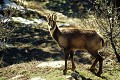  mammifere;isard;pyrenees;montagne;france; 