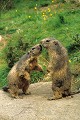 Marmottes debout mammifere;sciurides;marmotte;montagne;alpes;debout;05;france; 