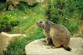 Marmotte guettant sur un rocher mammifere;sciurides;marmotte;montagne;alpes;rocher;05;france; 