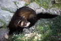 Putois guettant une proie mammifere;mustelides;putois;78;france; 