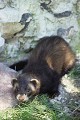 Putois guettant une proie mammifere;mustelides;putois;78;france; 