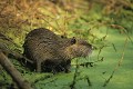 Ragondin dans un marais mammifere;myocastor-coypus;ragondin;rongeur;capromyides;berges;marais;yvelines-78;france; 