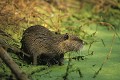 Ragondin dans un marais mammifere;myocastor;ragondin;rongeur;berges;marais;78;france; 