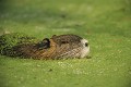 ragondin au milieu des lentilles d'eau mammifere;myocastor-coypus;ragondin;tete;gros-plan;eau;lentilles;yvelines-78;france; 